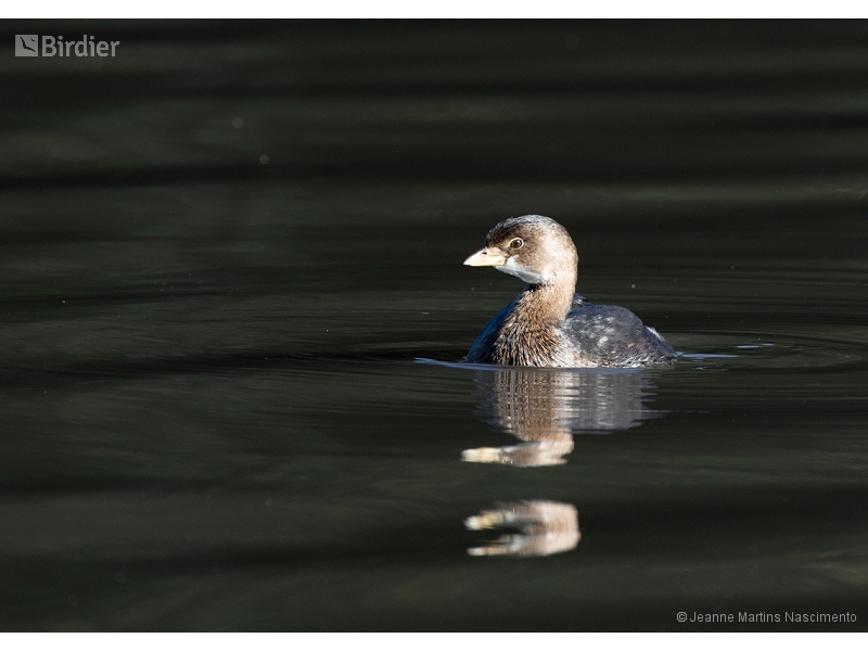 Pied-billed Grebe