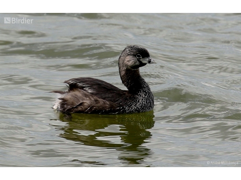 Pied-billed Grebe