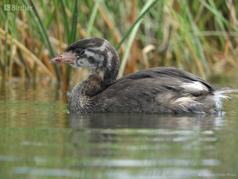 Pied-billed Grebe