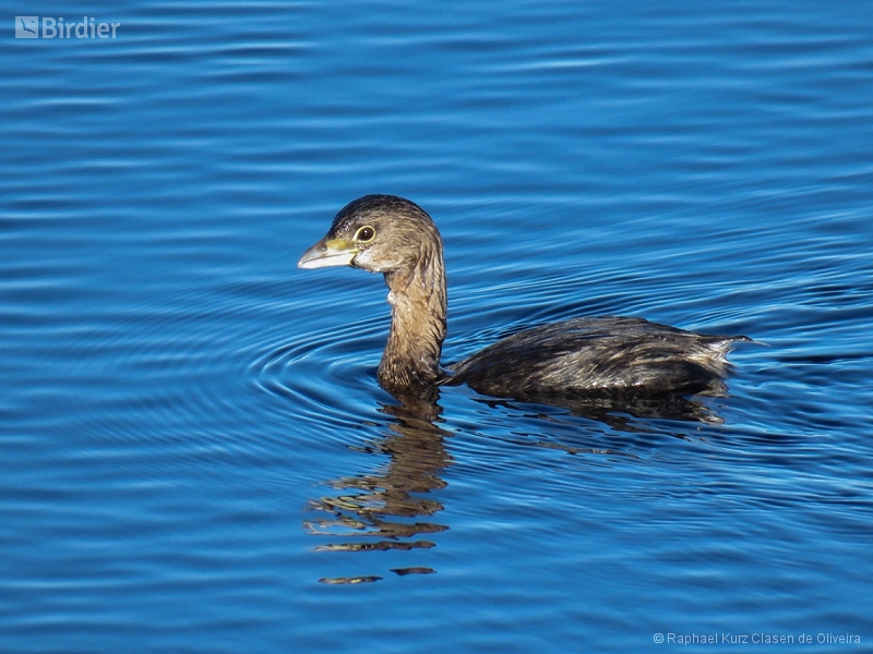 Pied-billed Grebe