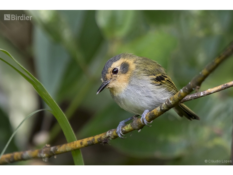 Ochre-faced Tody-Flycatcher
