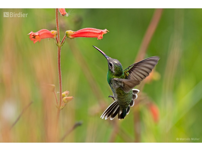 White-tailed Goldenthroat