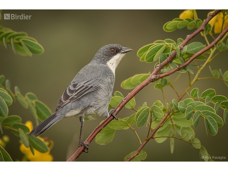 Cinereous Warbling Finch