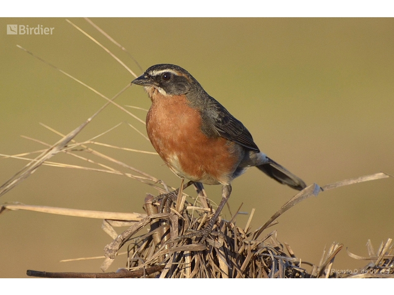 Black-and-rufous Warbling Finch