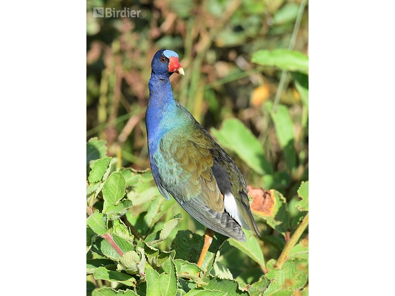 Purple Gallinule