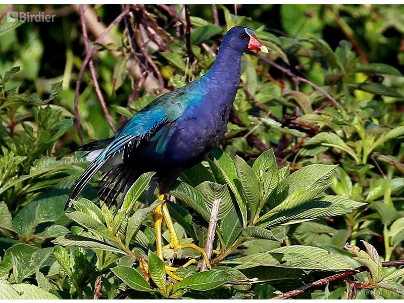 Purple Gallinule