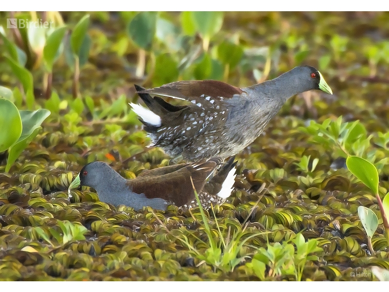 Spot-flanked Gallinule