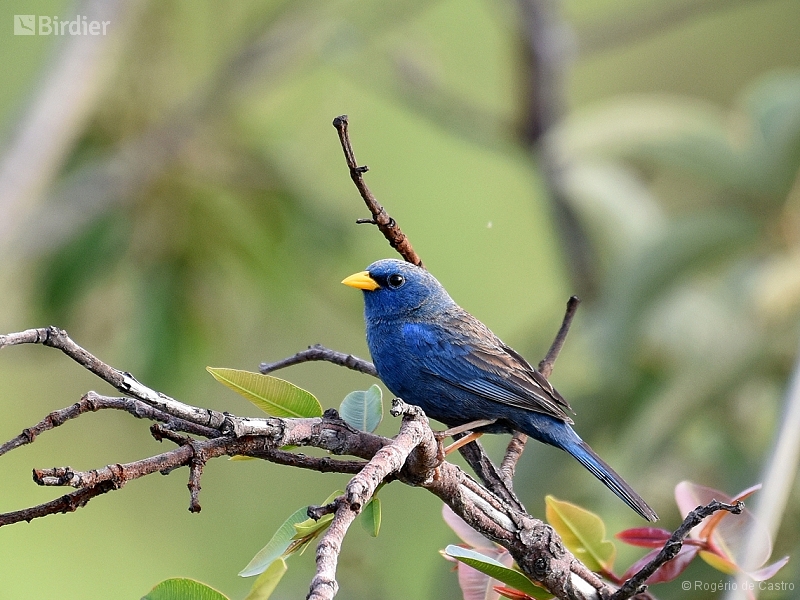 Blue Finch