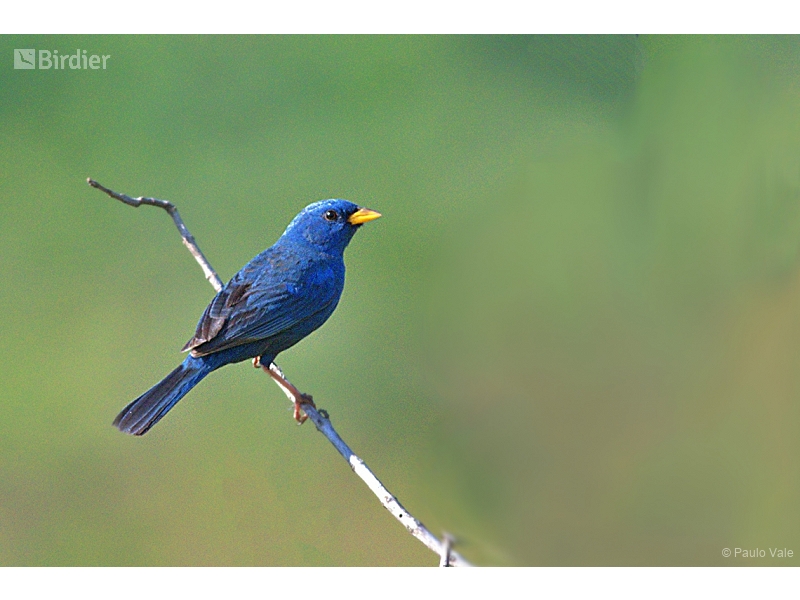 Blue Finch