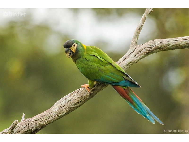 Golden-collared Macaw