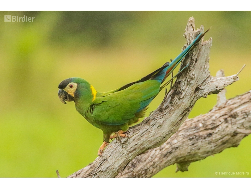 Golden-collared Macaw