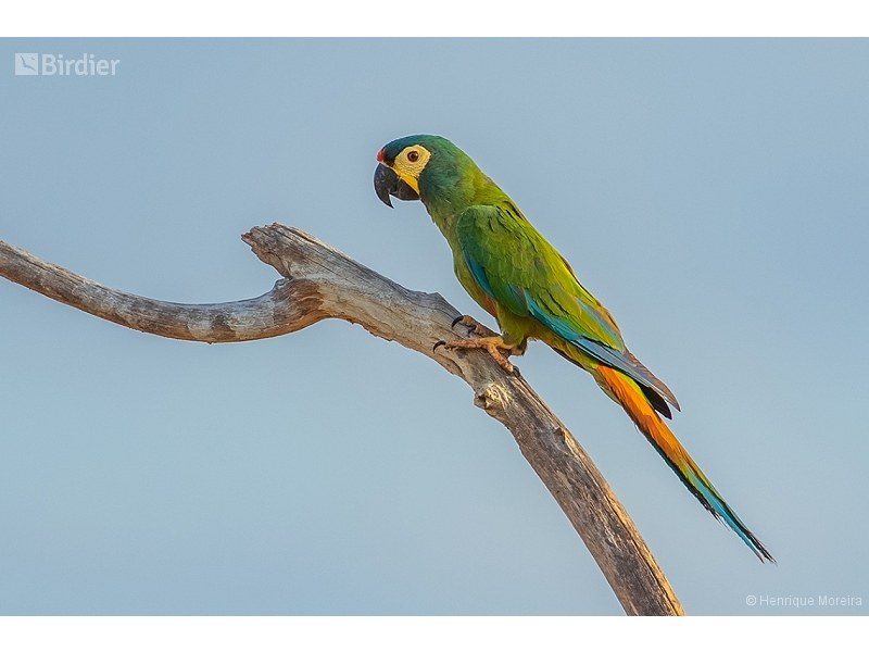 Blue-winged Macaw