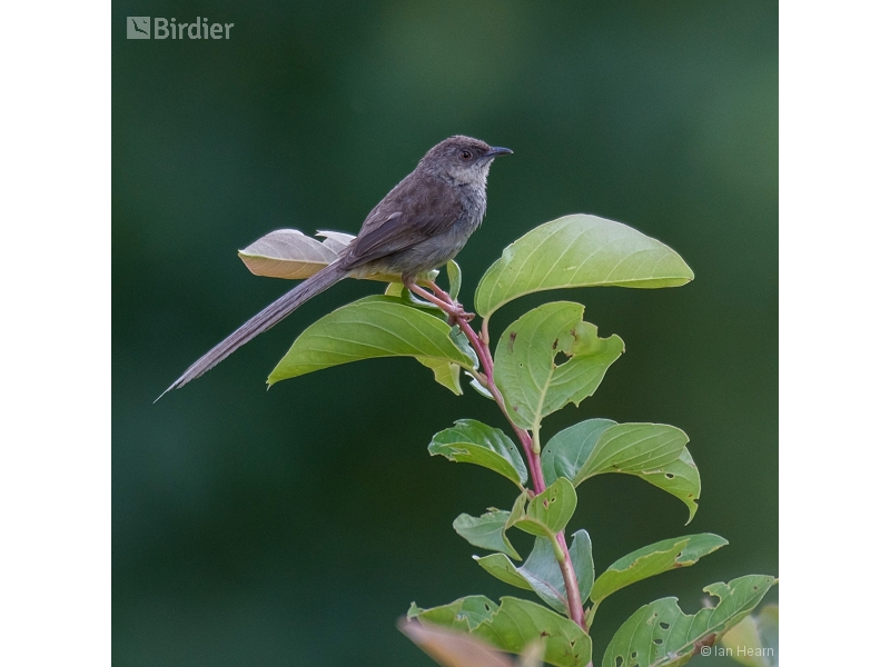 Himalayan Prinia