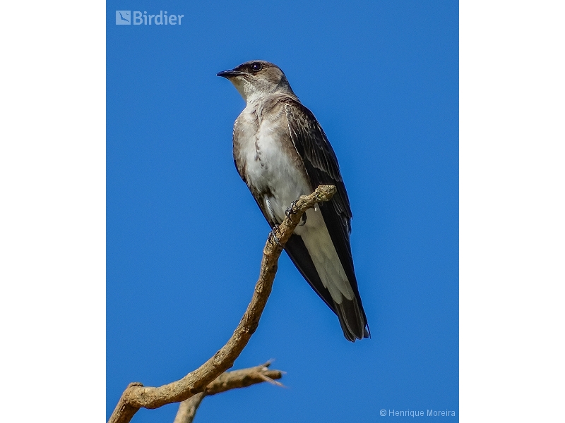 Brown-chested Martin