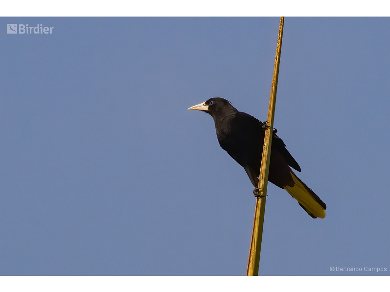 Crested Oropendola