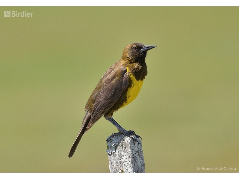 Brown-and-yellow Marshbird