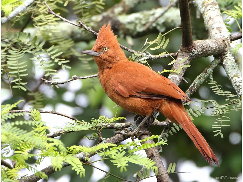 Caatinga Cacholote