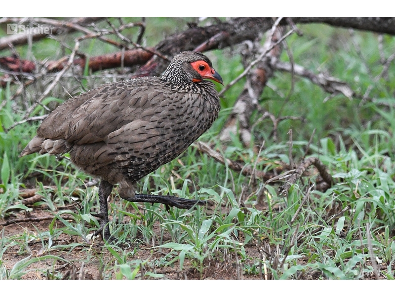 Swainson's Spurfowl