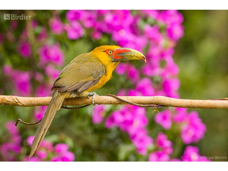Saffron Toucanet