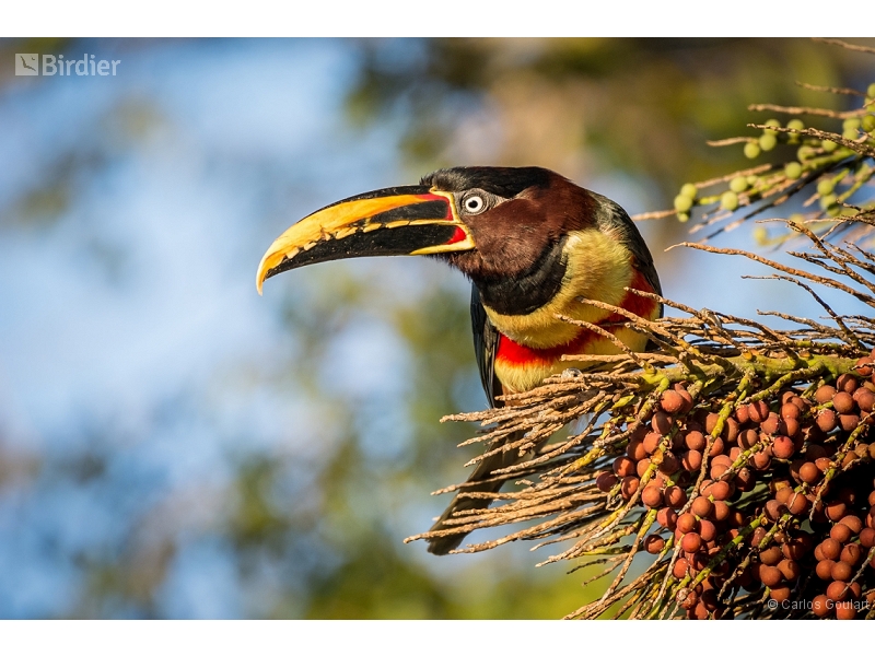 Chestnut-eared Aracari