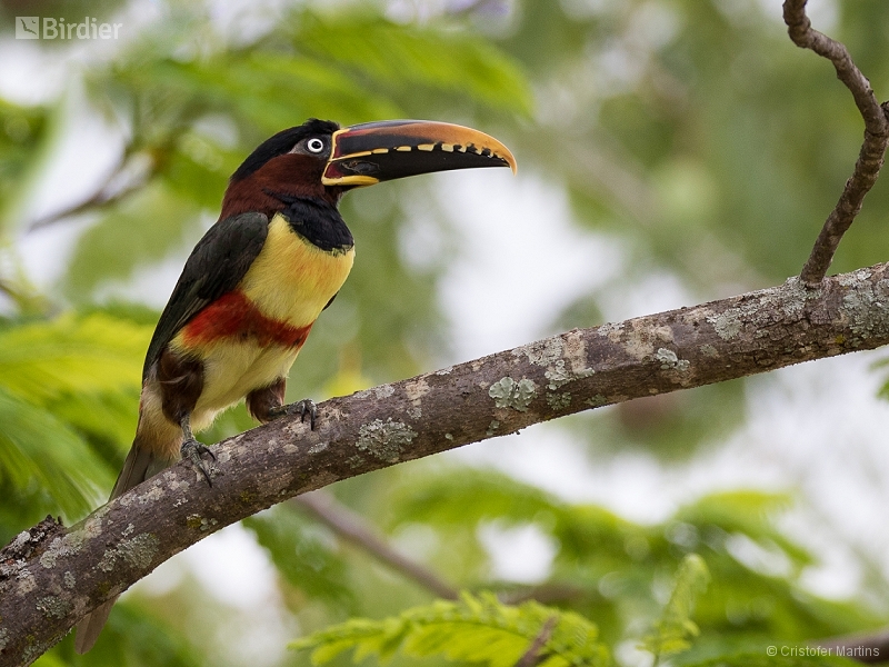 Chestnut-eared Aracari