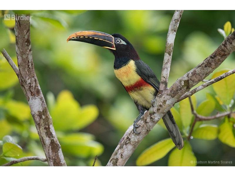 Chestnut-eared Aracari