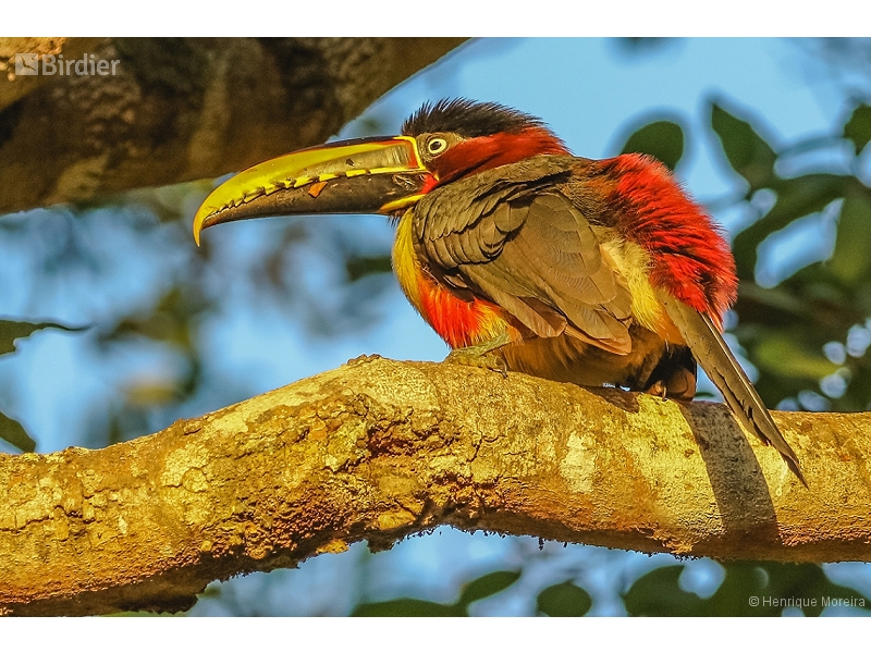 Chestnut-eared Aracari
