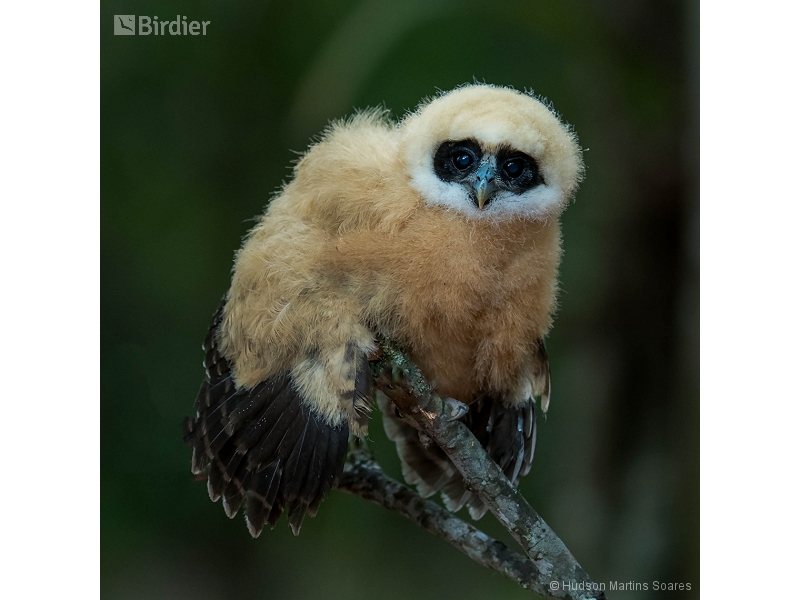 Tawny-browed Owl