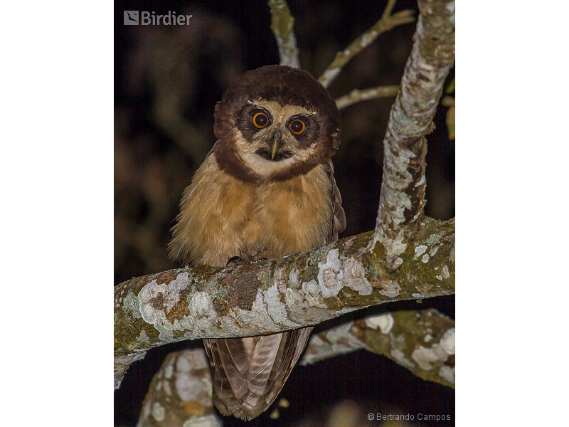 Spectacled Owl