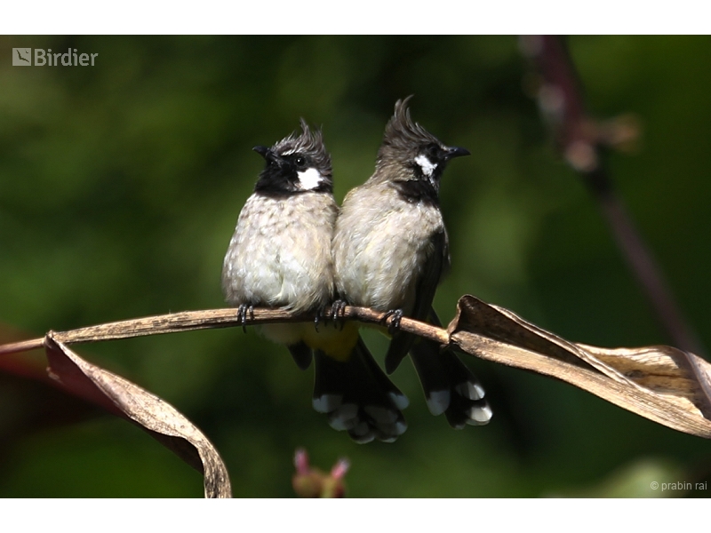 Himalayan Bulbul