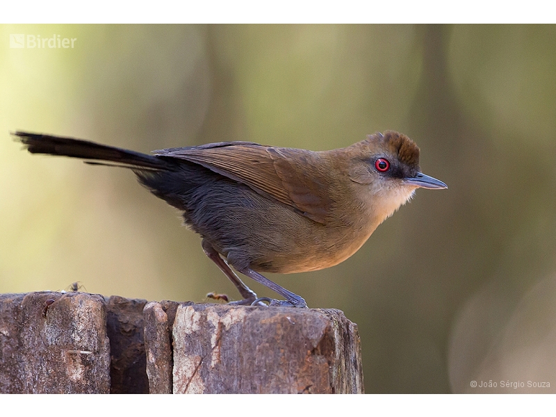 White-shouldered Fire-eye