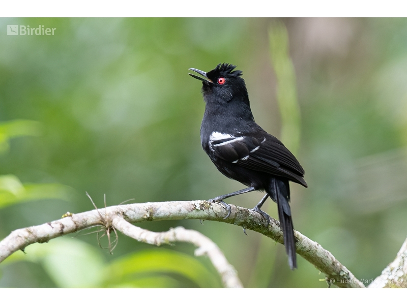 White-shouldered Fire-eye
