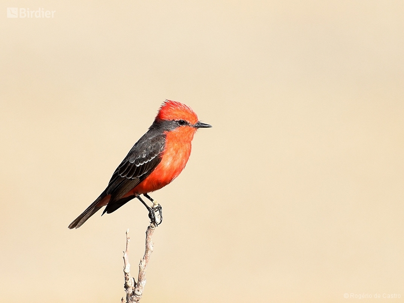 Vermilion Flycatcher