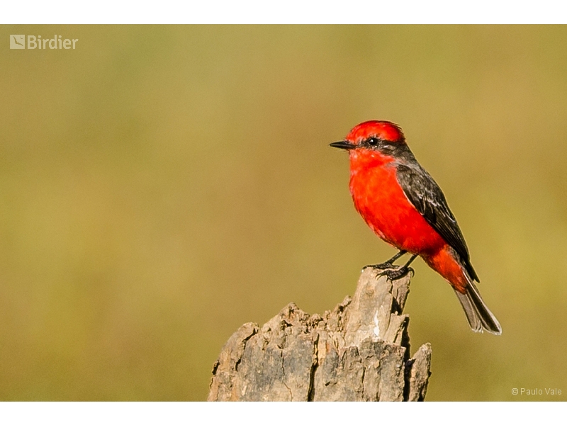 Vermilion Flycatcher