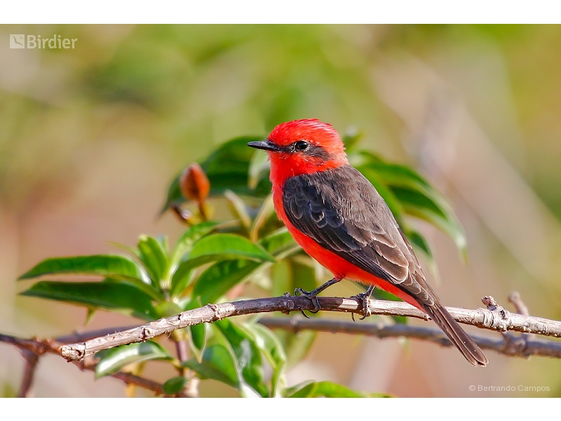 Vermilion Flycatcher