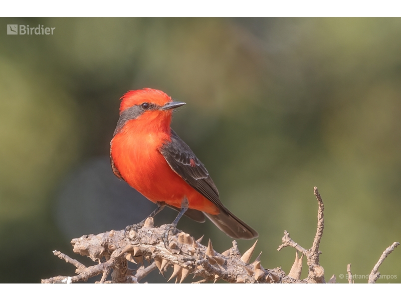 Vermilion Flycatcher