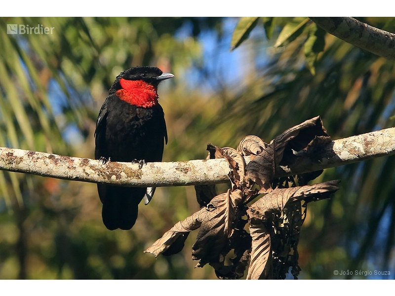 Red-ruffed Fruitcrow