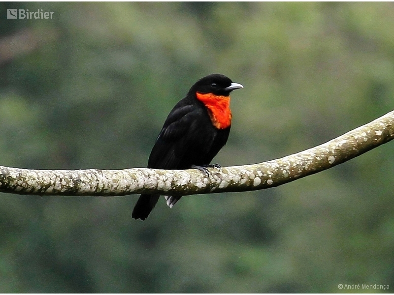Red-ruffed Fruitcrow