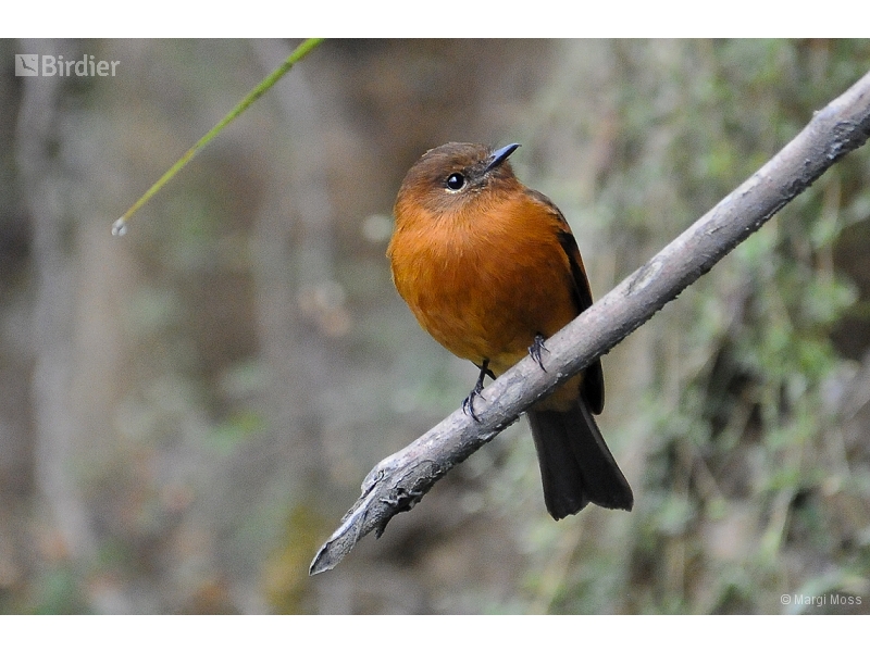 Cinnamon Flycatcher