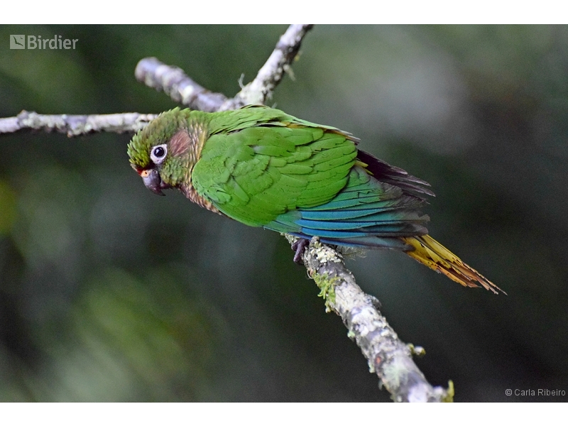 Maroon-bellied Parakeet
