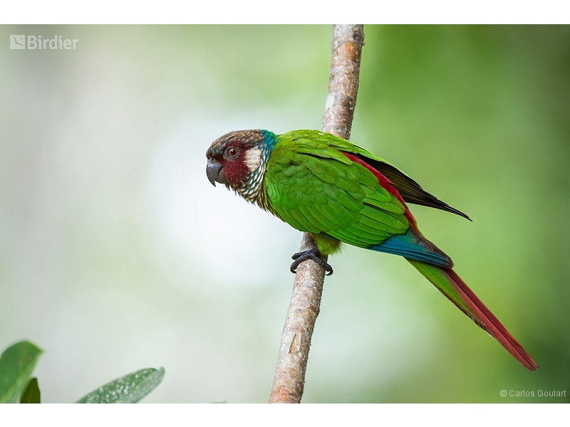 White-eared Parakeet