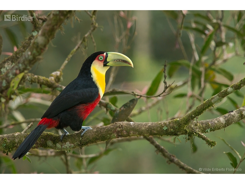 Red-breasted Toucan