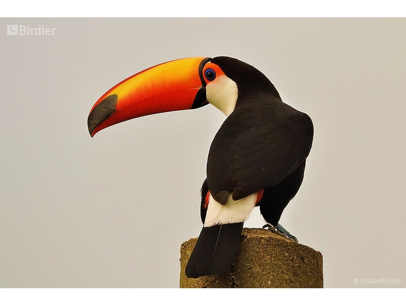 Toco Toucan
