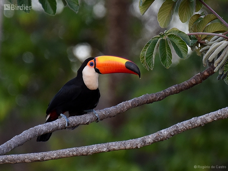 Toco Toucan