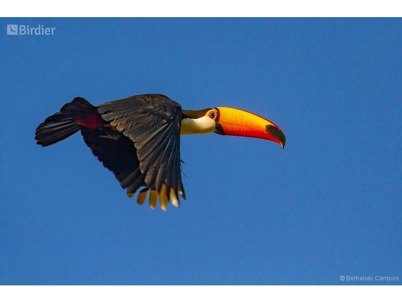 Toco Toucan