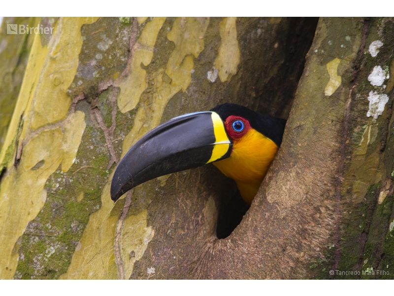 Channel-billed Toucan