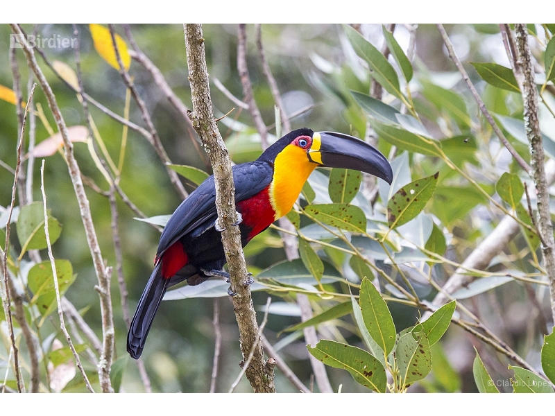 Channel-billed Toucan