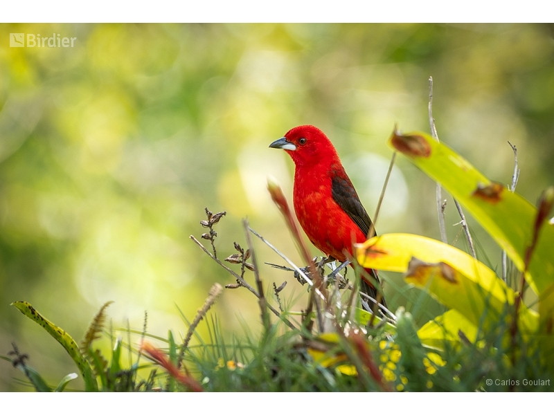 Brazilian Tanager