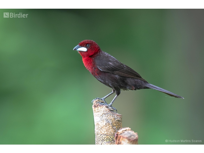 Silver-beaked Tanager