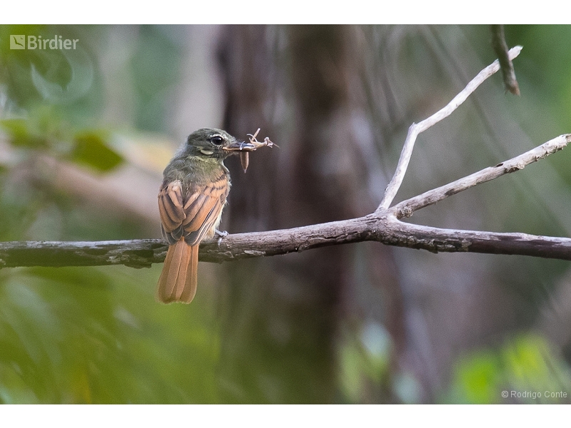 Rufous-tailed Flatbill